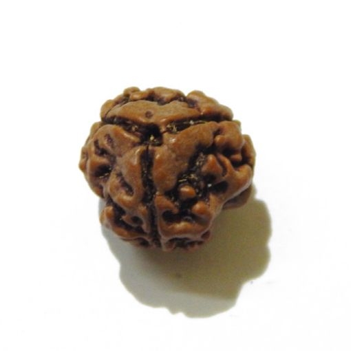 3 Face Nepali Rudraksha Bead