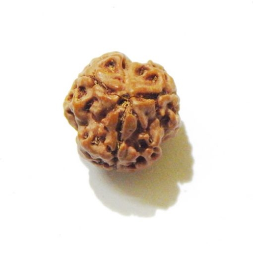 3 Face Nepali Rudraksha Bead