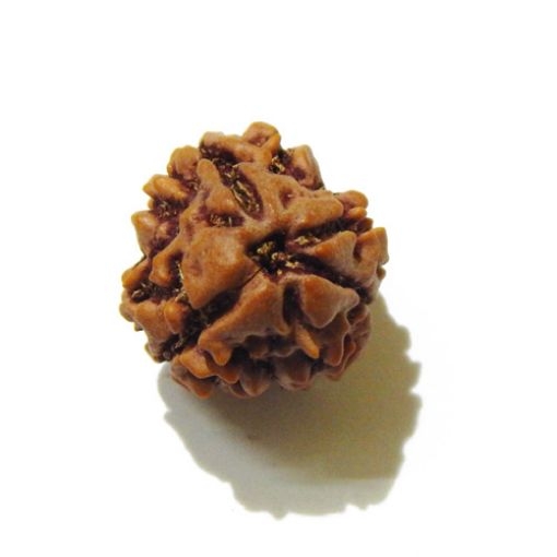 3 Face Nepali Rudraksha Bead