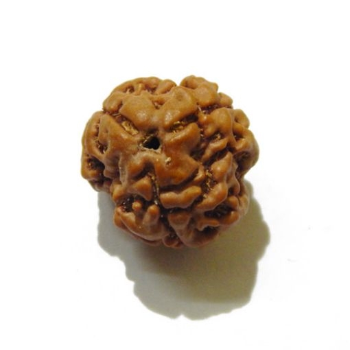 3 Face Nepali Rudraksha Bead