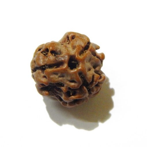 3 Face Nepali Rudraksha Bead