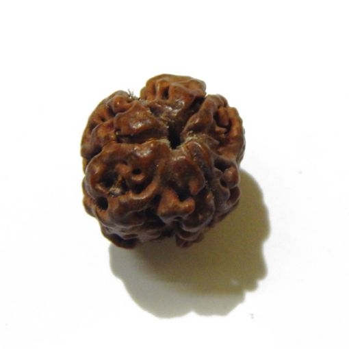 3 Face Nepali Rudraksha Bead