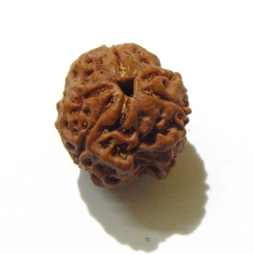 3 Face Nepali Rudraksha Bead