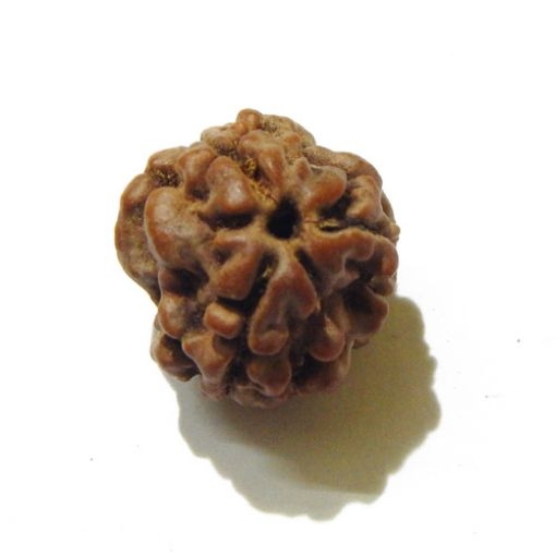 3 Face Nepali Rudraksha Bead