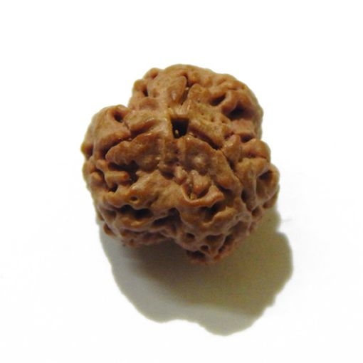 3 Face Nepali Rudraksha Bead