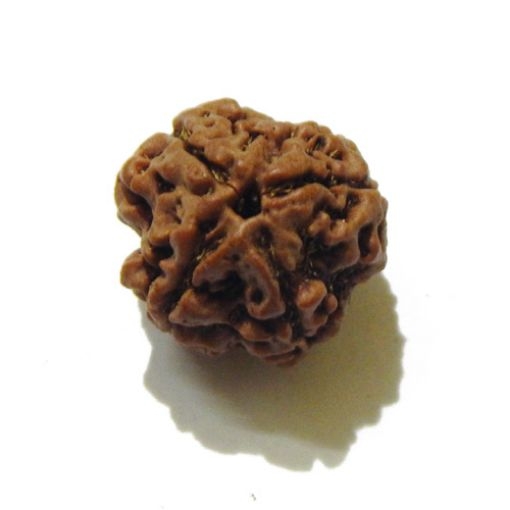 3 Face Nepali Rudraksha Bead