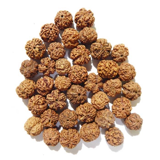 Picture of 5 Mukhi Nepalesisches Rudraksha Set