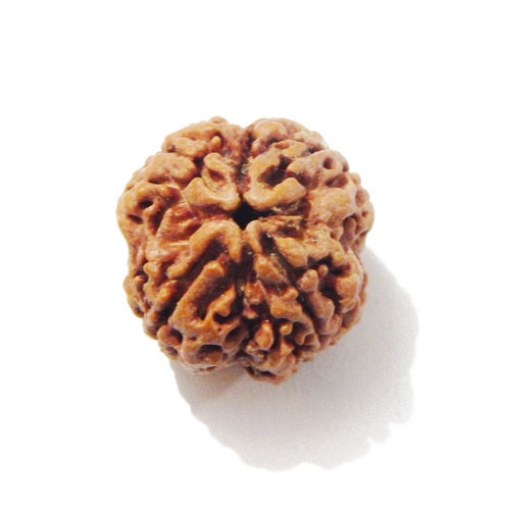 Four face nepali Rudraksha