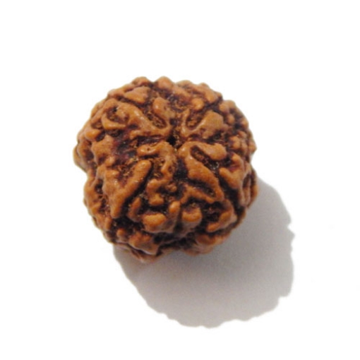 Four face nepali Rudraksha