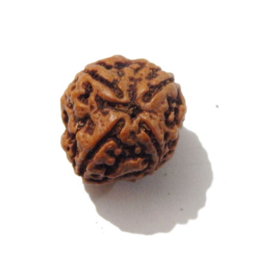 Four face nepali Rudraksha