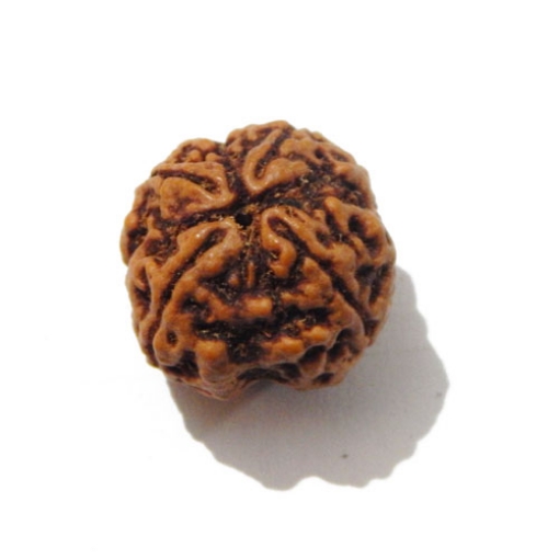 Four face nepali Rudraksha