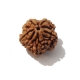 5 Face Nepali Rudraksha Five Face Nepali Rudraksha