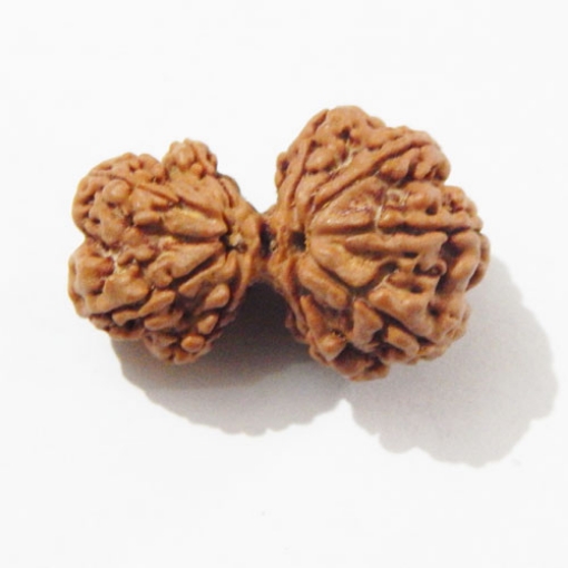 Gauri Shankar Rudraksha