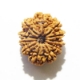 11 Face Nepali Rudraksha  Eleven Face Nepali Rudraksha