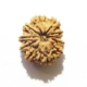 11 Face Nepali Rudraksha  Eleven Face Nepali Rudraksha