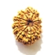 11 Face Nepali Rudraksha  Eleven Face Nepali Rudraksha