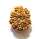11 Face Nepali Rudraksha  Eleven Face Nepali Rudraksha