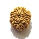 11 Face Nepali Rudraksha  Eleven Face Nepali Rudraksha