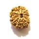 11 Face Nepali Rudraksha  Eleven Face Nepali Rudraksha