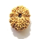 11 Face Nepali Rudraksha  Eleven Face Nepali Rudraksha