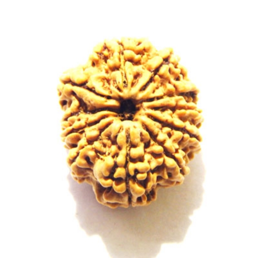 Eleven Face Nepali Rudraksha