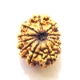 11 Face Nepali Rudraksha  Eleven Face Nepali Rudraksha