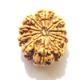 11 Face Nepali Rudraksha  Eleven Face Nepali Rudraksha