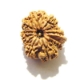 11 Face Nepali Rudraksha  Eleven Face Nepali Rudraksha