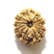 11 Face Nepali Rudraksha  Eleven Face Nepali Rudraksha