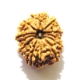 11 Face Nepali Rudraksha  Eleven Face Nepali Rudraksha