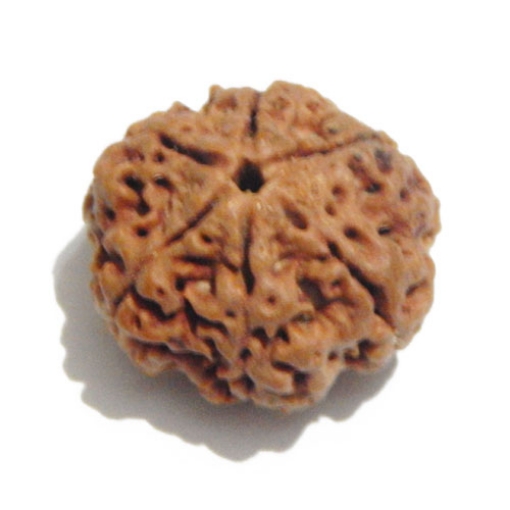 Six Face Rudraksha