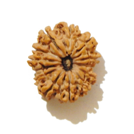 Thirteen Face (Mukhi) Rudraksha