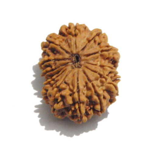 Thirteen Face (Mukhi)  Nepali Rudraksha