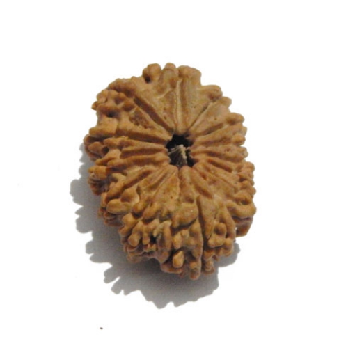 Thirteen Face (Mukhi)  Nepali Rudraksha