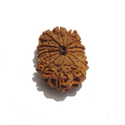 Thirteen Face (Mukhi)  Nepali Rudraksha