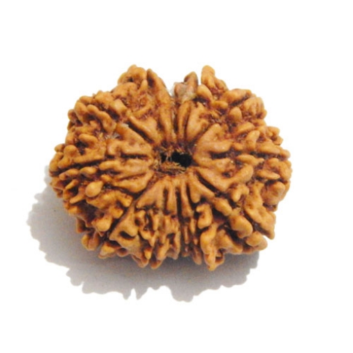 Twelve Face Nepali Rudraksha