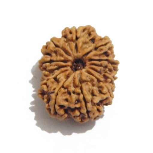 Twelve Face Nepali Rudraksha