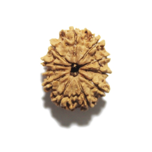Eleven Face Nepali Rudraksha