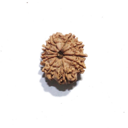 Ten Face Nepali Rudraksha 