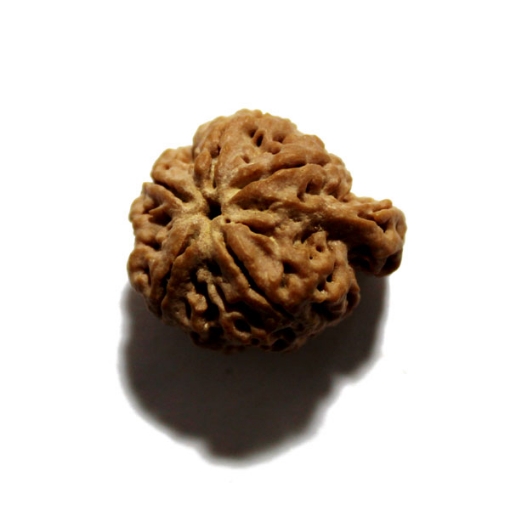 Ganesh Rudraksha