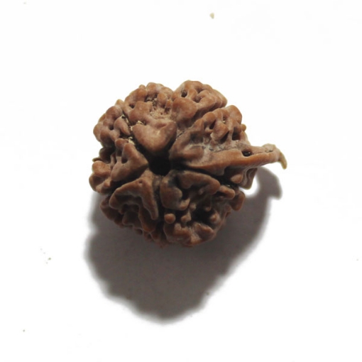 Ganesh Rudraksha