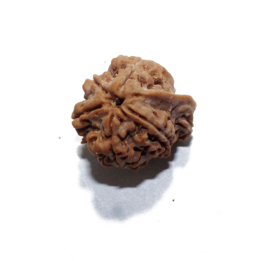 Ganesh Rudraksha