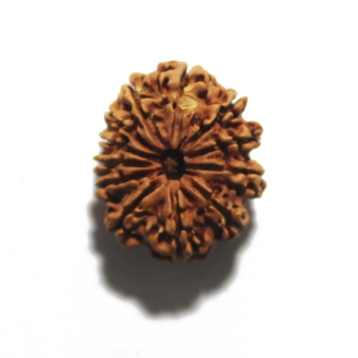 Twelve Face Nepali Rudraksha