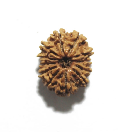 Twelve Face Nepali Rudraksha