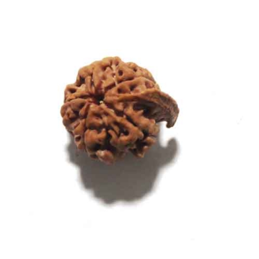 Ganesh Rudraksha