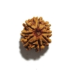8 Face Nepali Rudraksha
