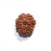 8 Face Nepali Rudraksha