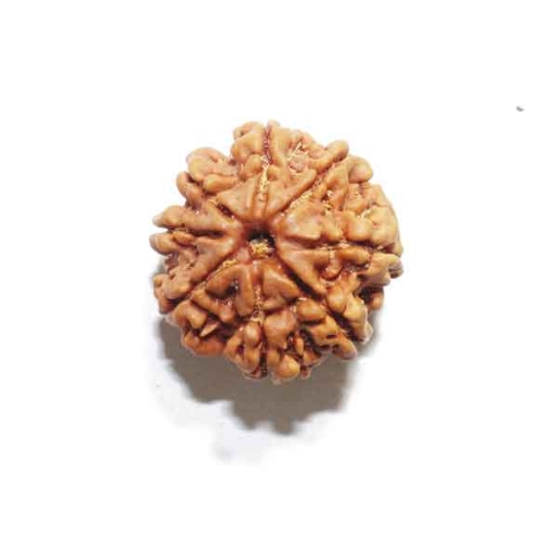 Eight Face Nepali Rudraksha