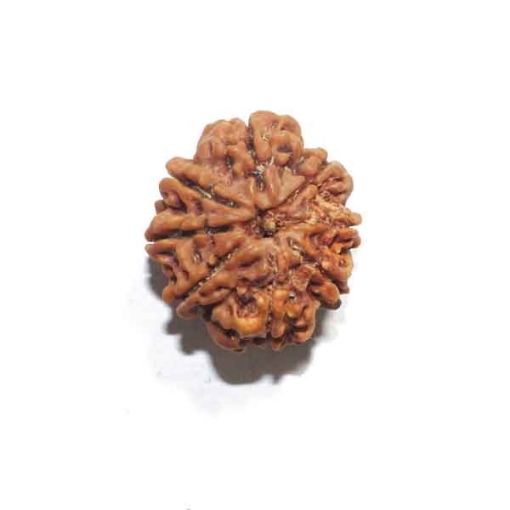 Eight Face Nepali Rudraksha