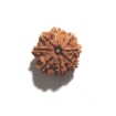 Eight Face Nepali Rudraksha
